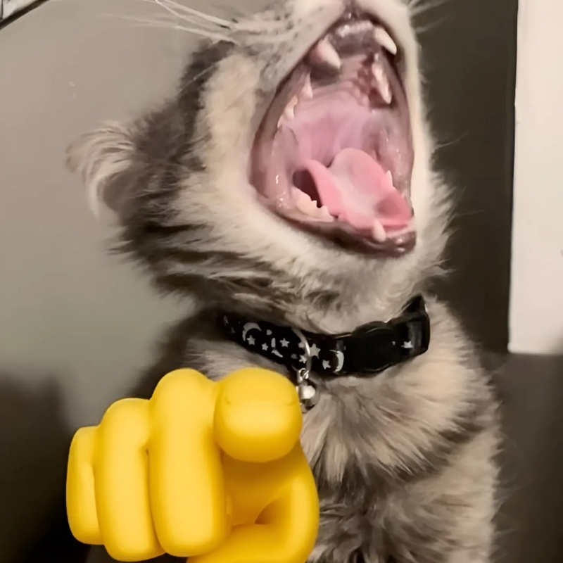 meme mèo cười chỉ tay hài hước