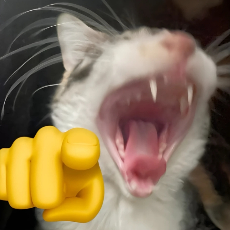 meme mèo cười chỉ tay thu hút