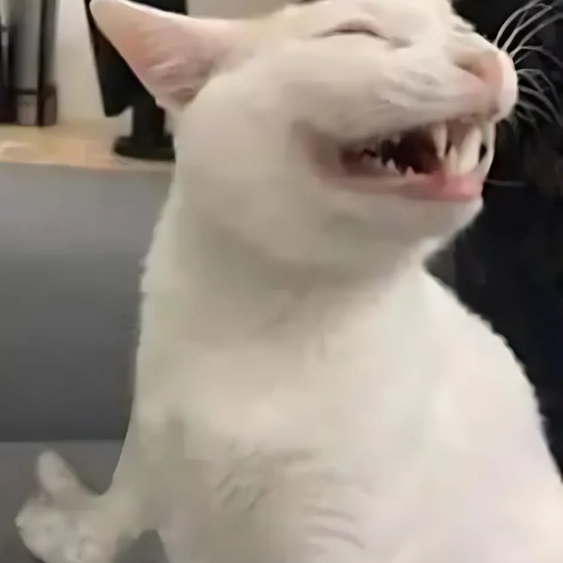 meme mèo cười nhẹ răng thú vị