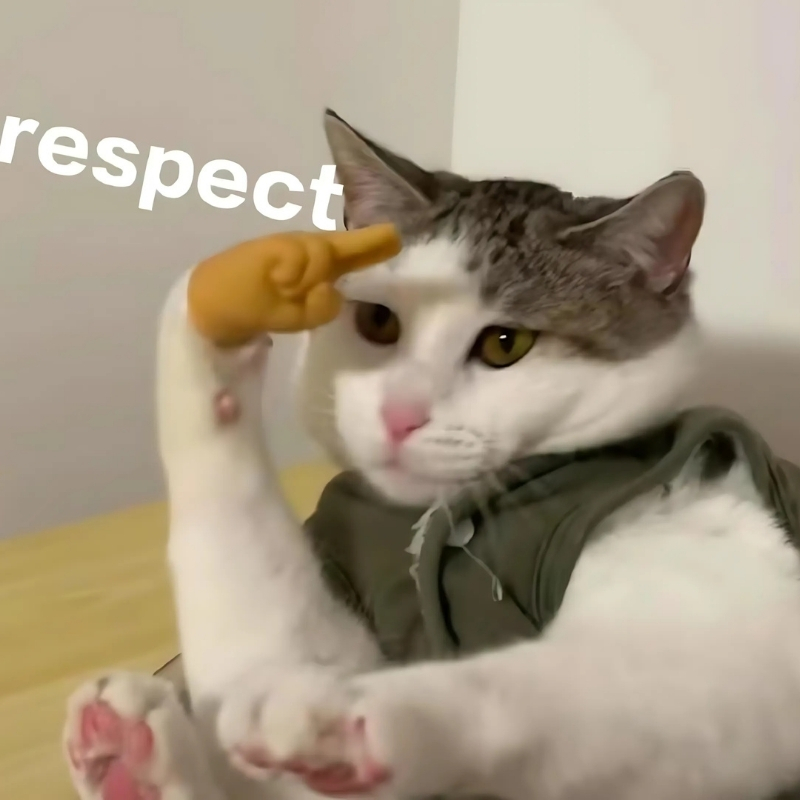 meme mèo dễ thương thú vị