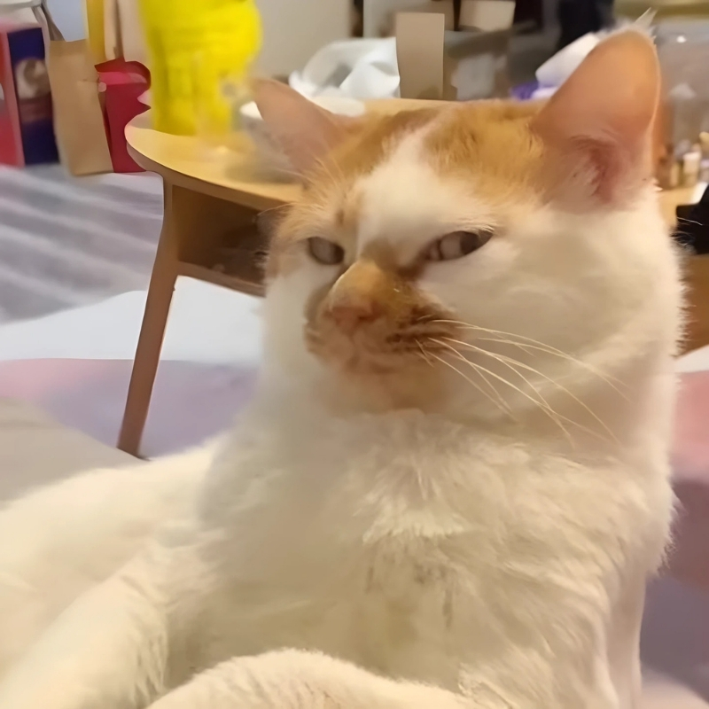 meme mèo dễ thương xinh xắn