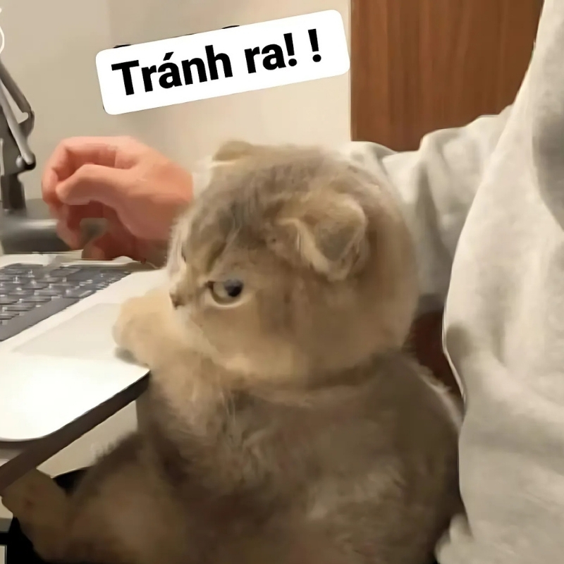 meme mèo giận dỗi đẹp nhất