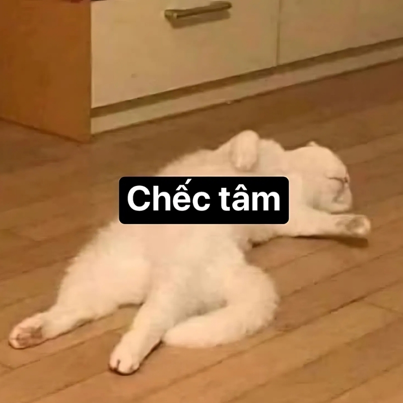 meme mèo giận dỗi nhật bản