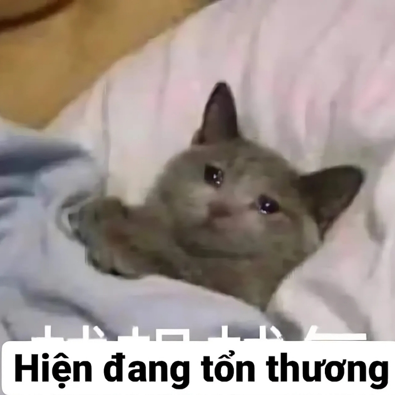 meme mèo giận dỗi thu hút