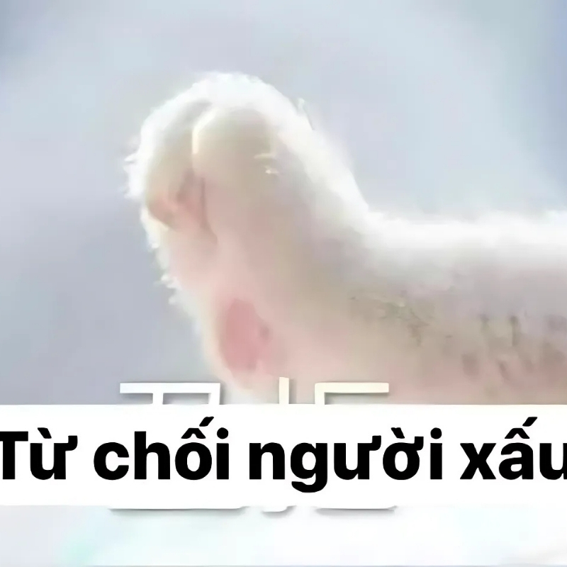 meme mèo giận dỗi tinh tế