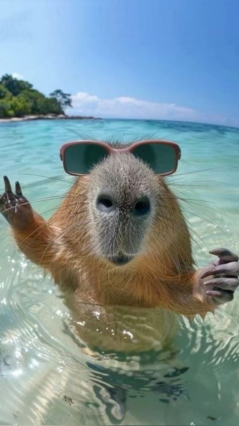 ảnh nền cute điện thoại capybara đáng yêu