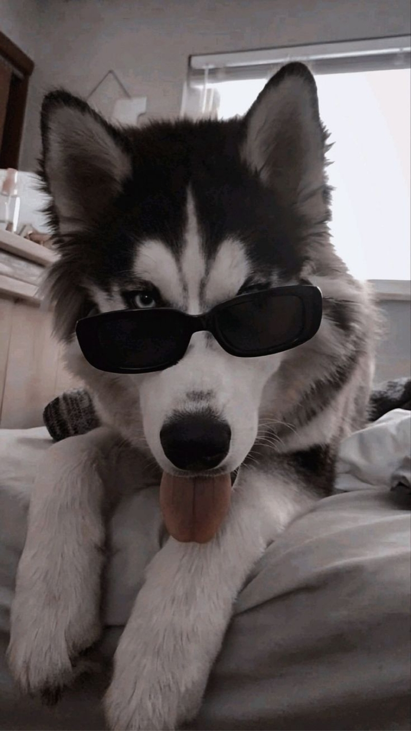 ảnh nền điện thoại động vật husky