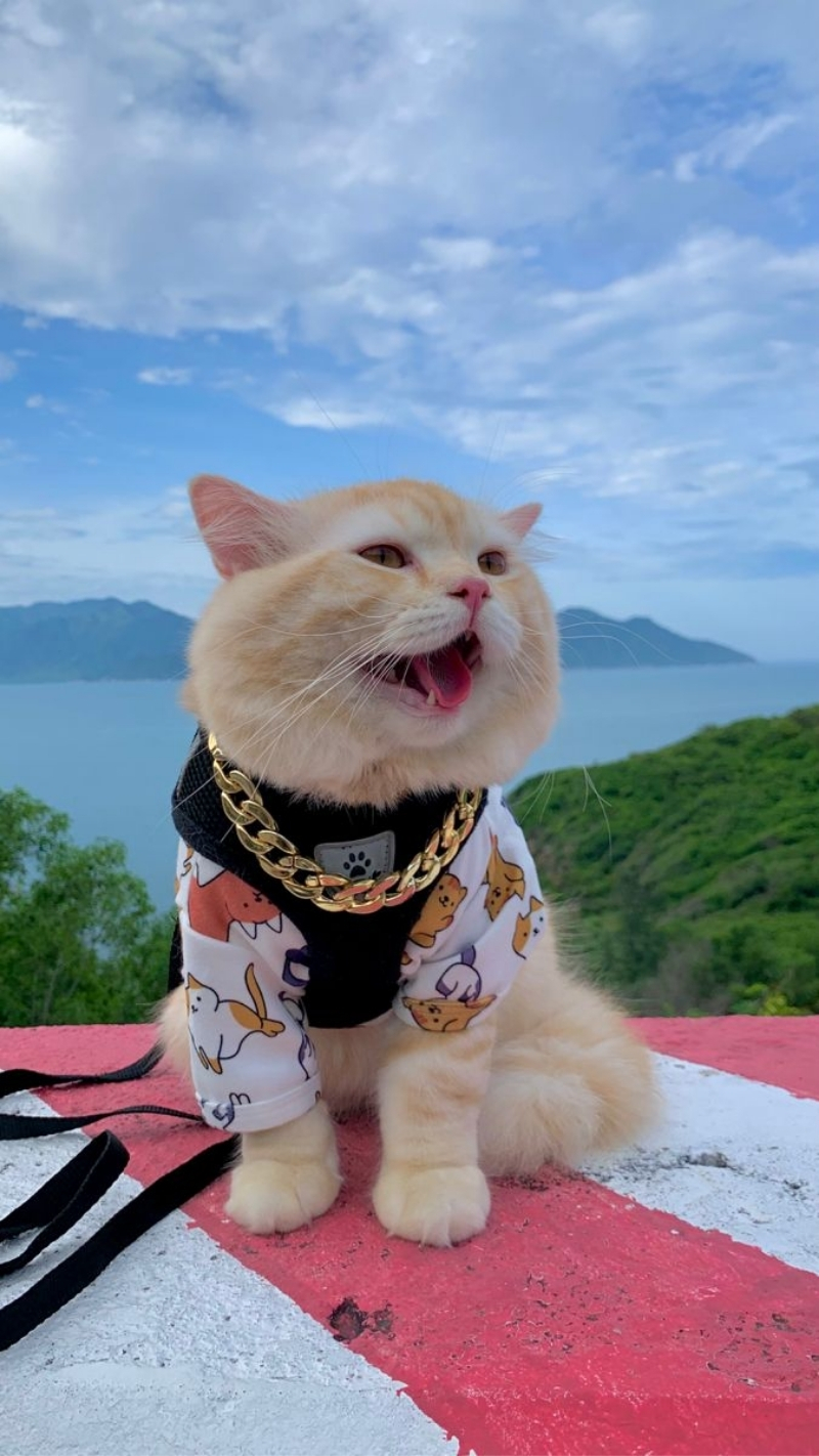 ảnh nền điện thoại động vật mèo
