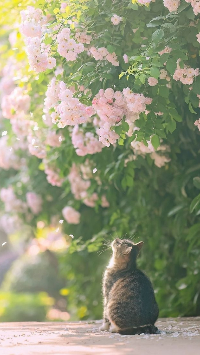 ảnh nền điện thoại hoa đẹp cute