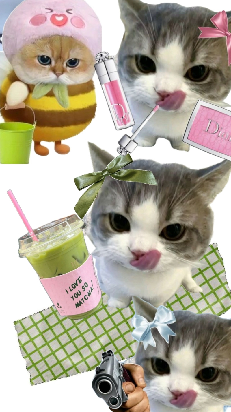 ảnh nền điện thoại mèo meme 1