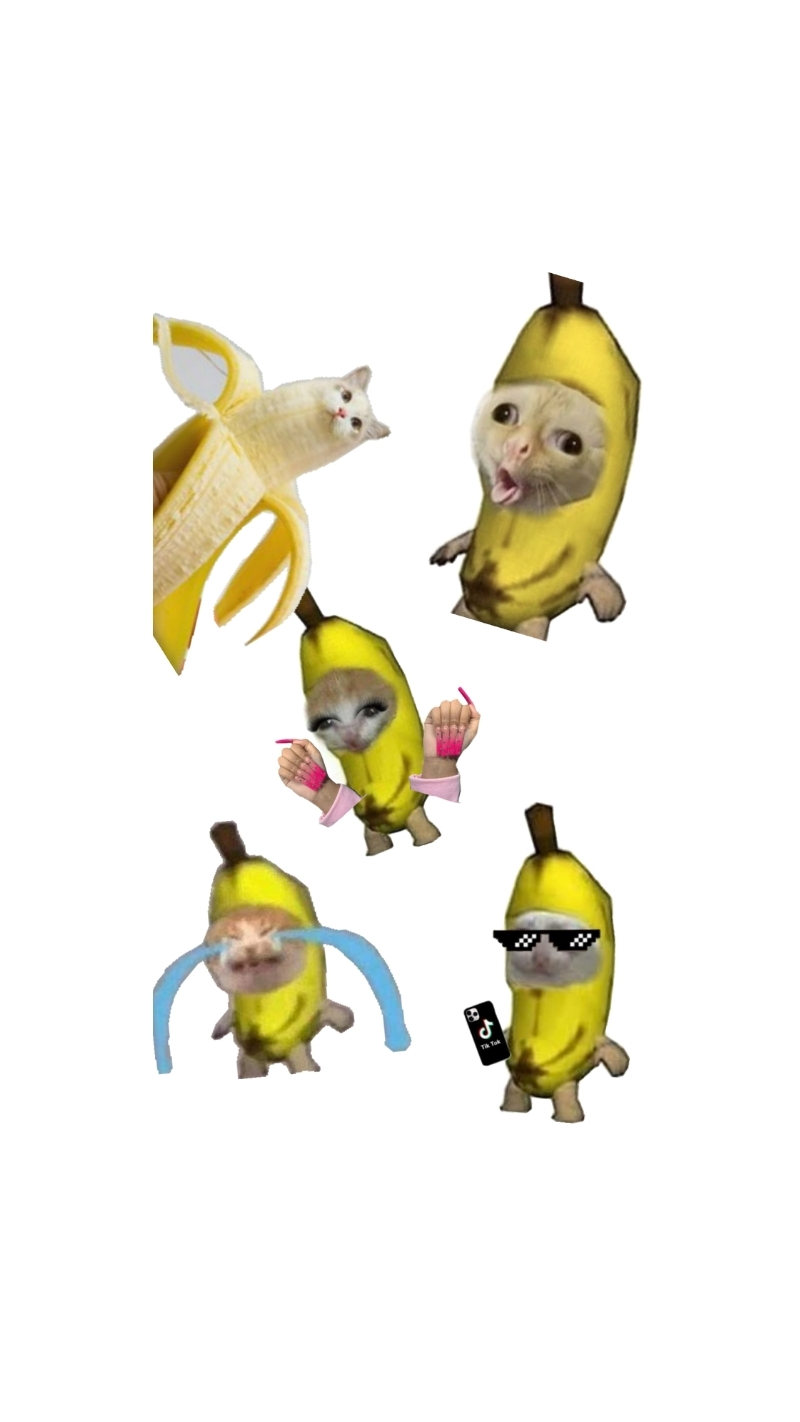 ảnh nền điện thoại mèo meme 3
