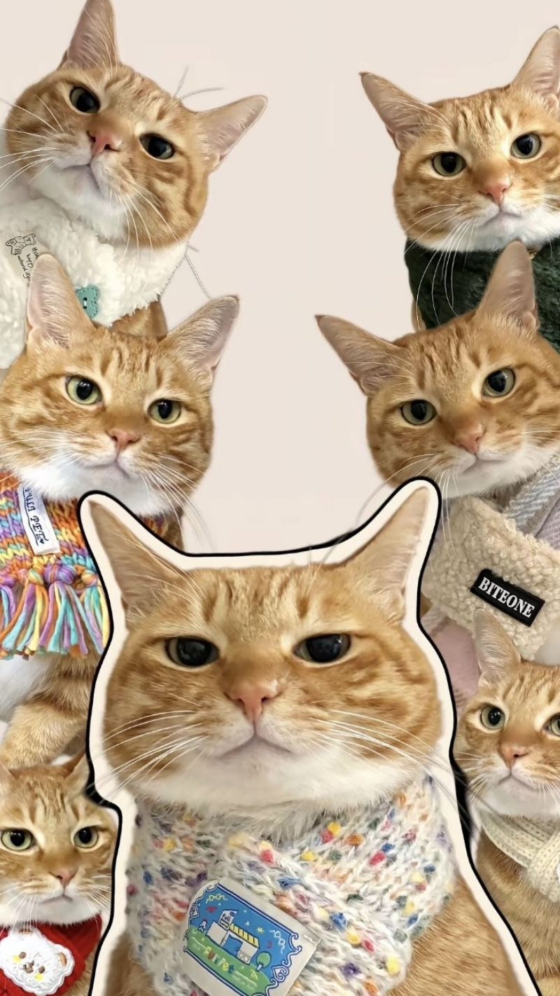 ảnh nền điện thoại mèo meme 5