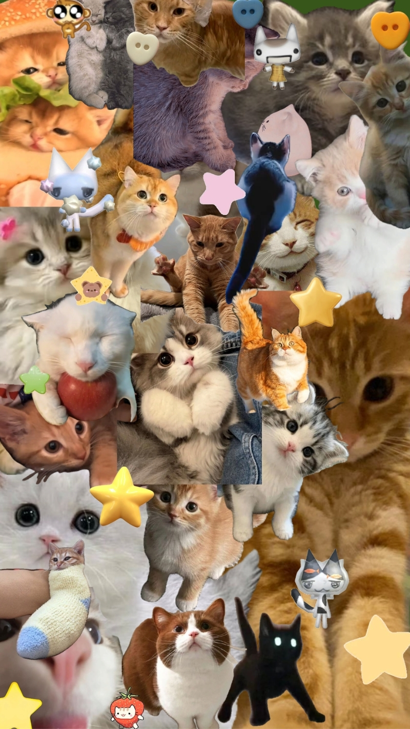 ảnh nền điện thoại mèo meme 6