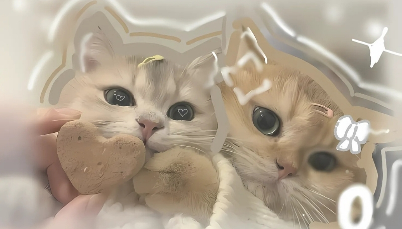 ảnh nền tình yêu mèo lãng mạn