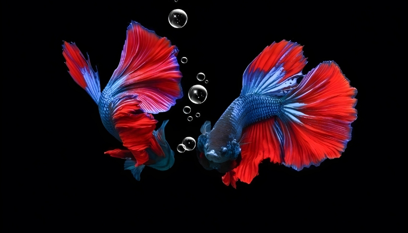 ảnh nền cá betta cute ngầu đẹp