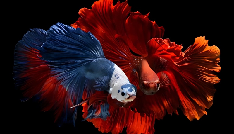 Ảnh nền cá betta 3D sáng tạo