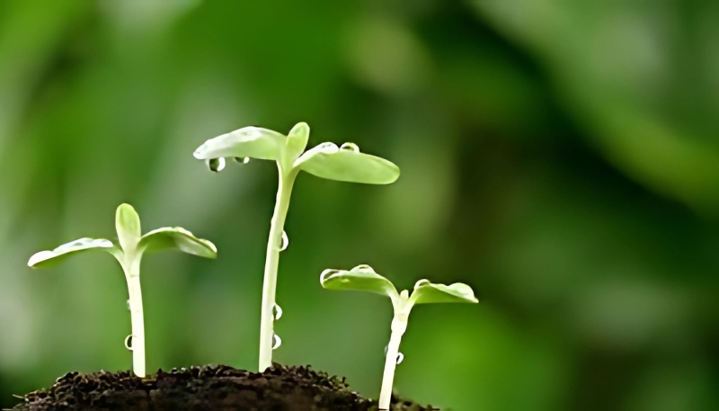 Tải hình nền cây xanh chồi non cho điện thoại
