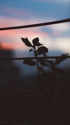Hình nền nhẹ nhàng cây cối