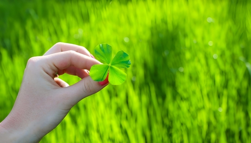Hình nền cỏ 4 lá cho máy tính