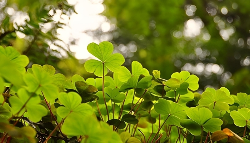 Hình nền cỏ 4 lá may mắn
