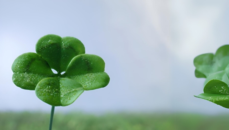 Hình nền cỏ 4 lá cho máy tính