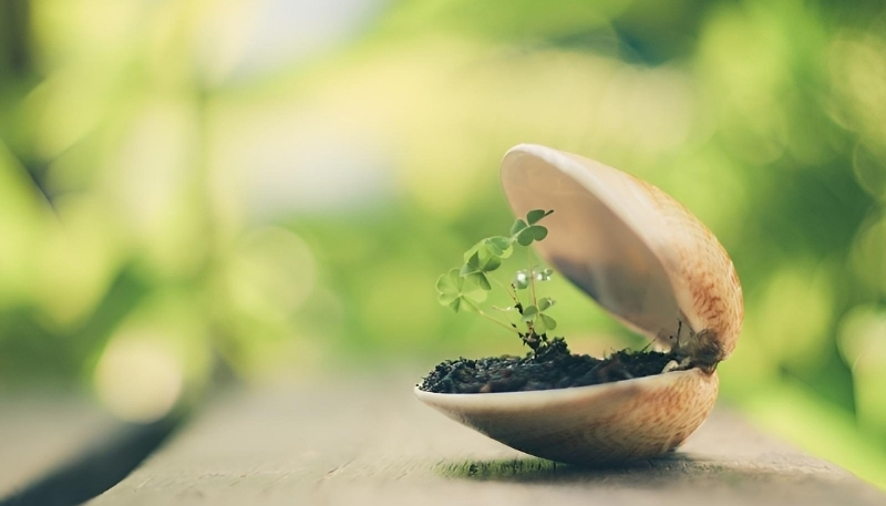 Tải hình ảnh cỏ may mắn