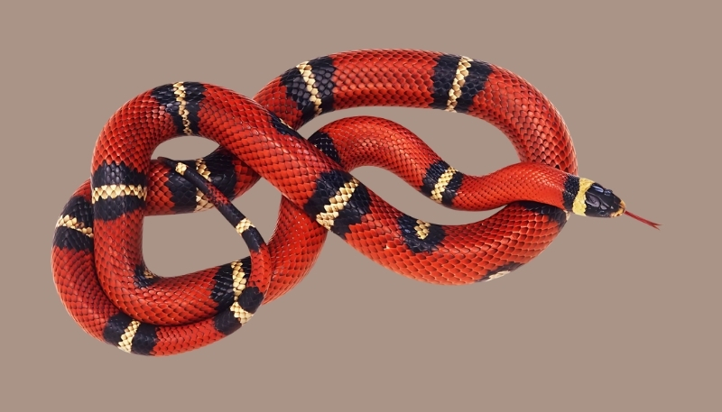 ảnh nền con rắn tự nhiên huyền ảo