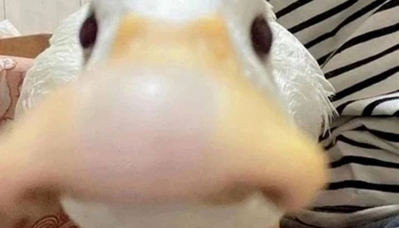 Hình ảnh con vịt hài hước