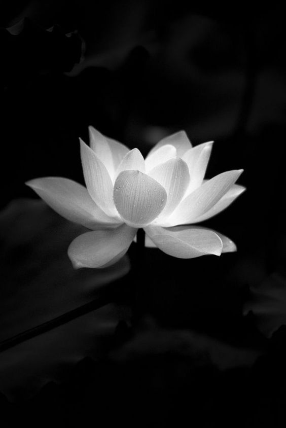 hình nền đen tang lễ
