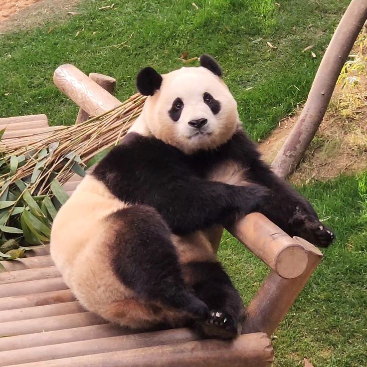 ảnh nền gấu trúc meme