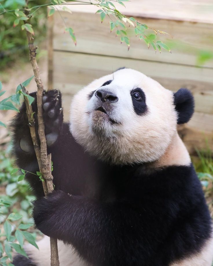 ảnh nền gấu trúc meme