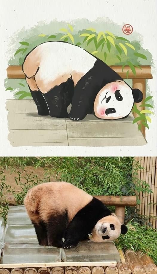ảnh nền gấu trúc vô tri