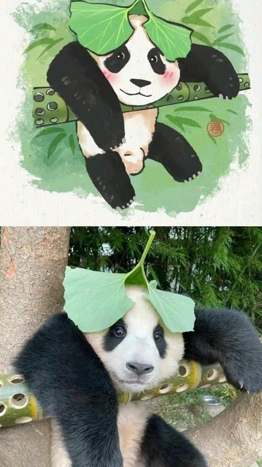 ảnh nền gấu trúc vô tri