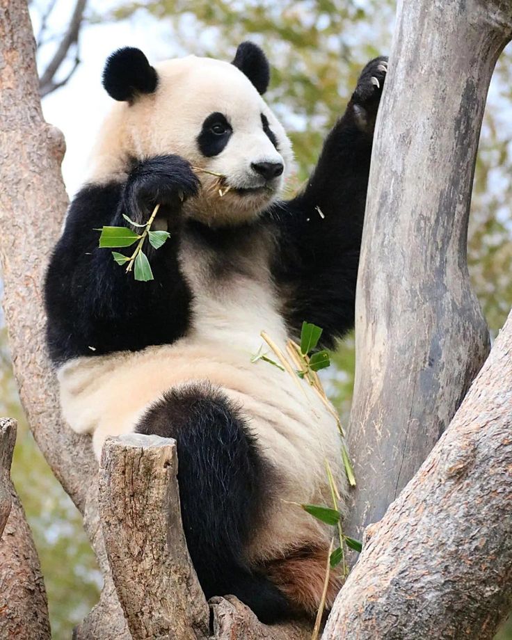 hình nền điện thoại gấu trúc fubao