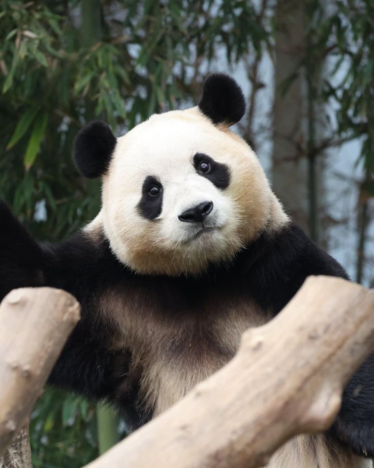 hình nền điện thoại gấu trúc fubao