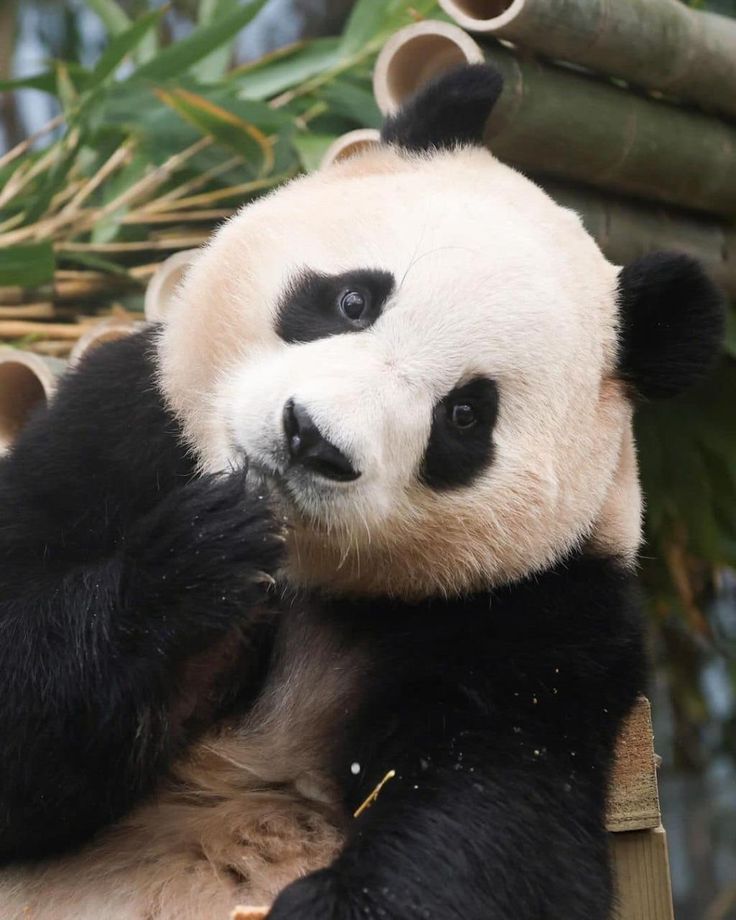 hình nền điện thoại gấu trúc fubao