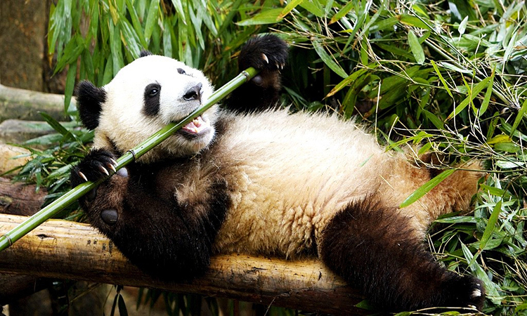 hình nền gấu trúc ăn tre