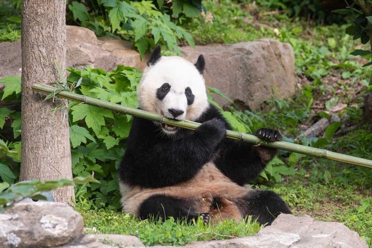 hình nền gấu trúc ăn tre