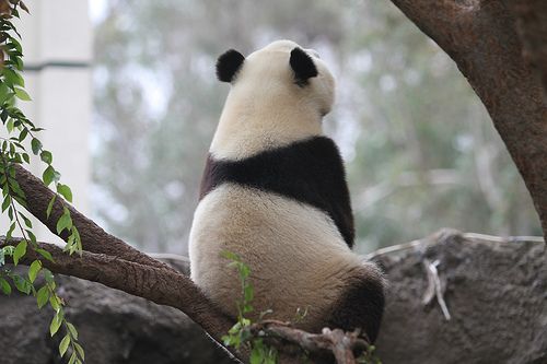 hình nền gấu trúc leo cây
