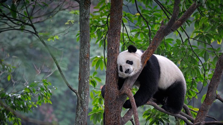 hình nền gấu trúc leo cây