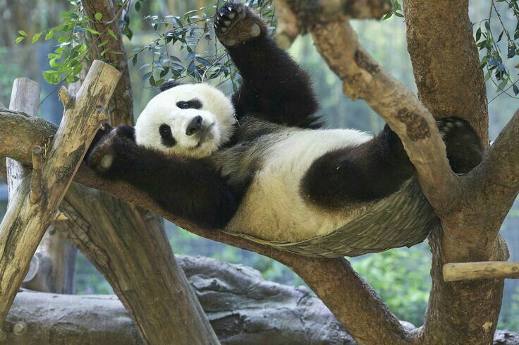 hình nền gấu trúc leo cây