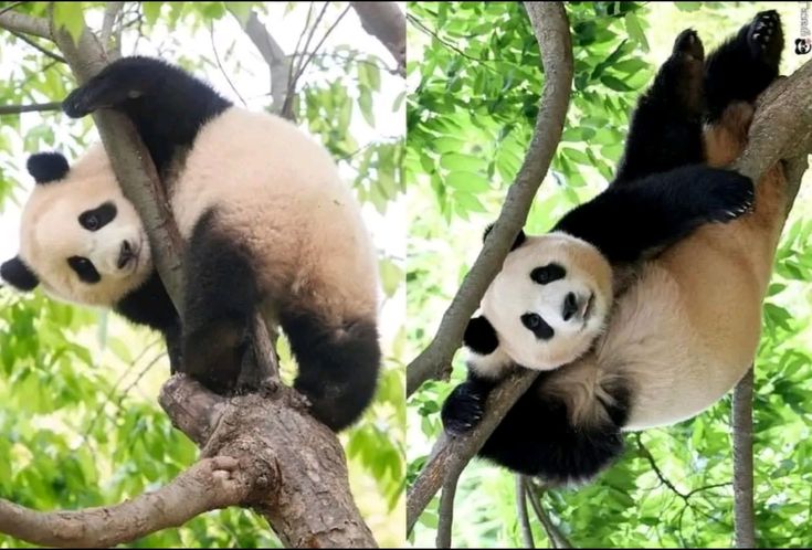 hình nền gấu trúc leo cây