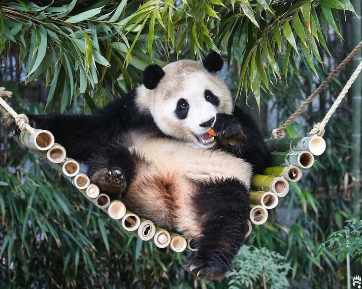 hình nền gấu trúc leo cây