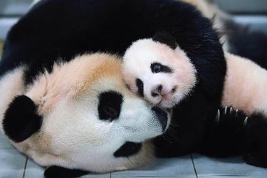 hình nền gấu trúc lúc ngủ