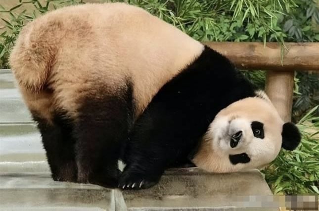 hình nền gấu trúc lúc ngủ