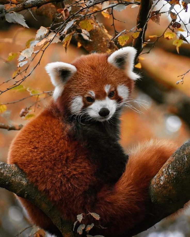 hình nền gấu trúc màu đỏ