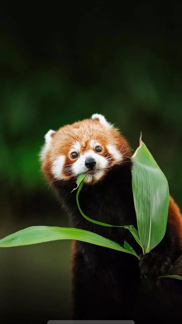 hình nền gấu trúc màu đỏ