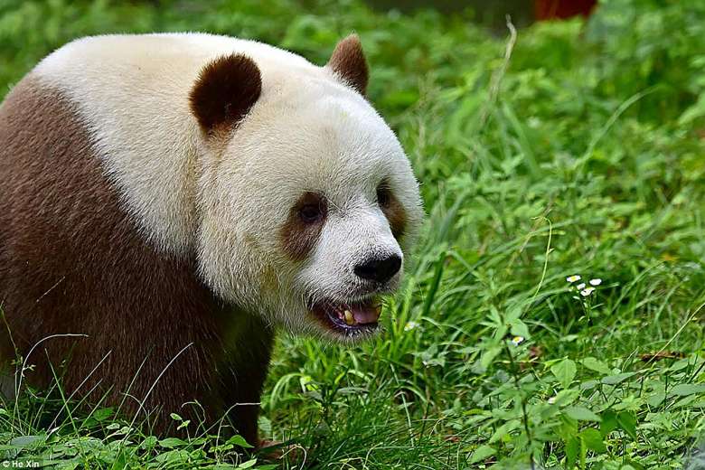 hình nền gấu trúc nâu