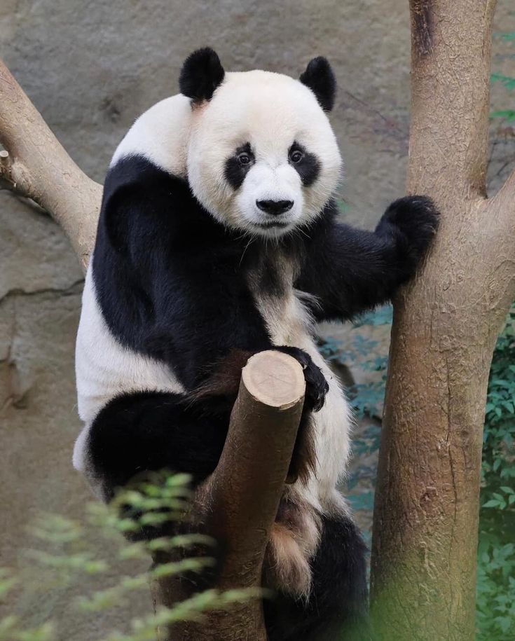 hình nền gấu trúc ngầu