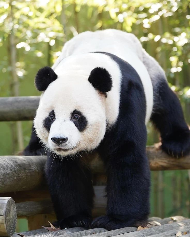 hình nền gấu trúc ngầu